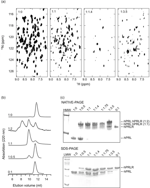 Figure 2. Hormone–receptor interactions studies. (a) 1 H, 15 N-TROSY-HSQC NMR spectra of 15 N-hPRL with an increasing amount of unlabeled hPRLR-ECD