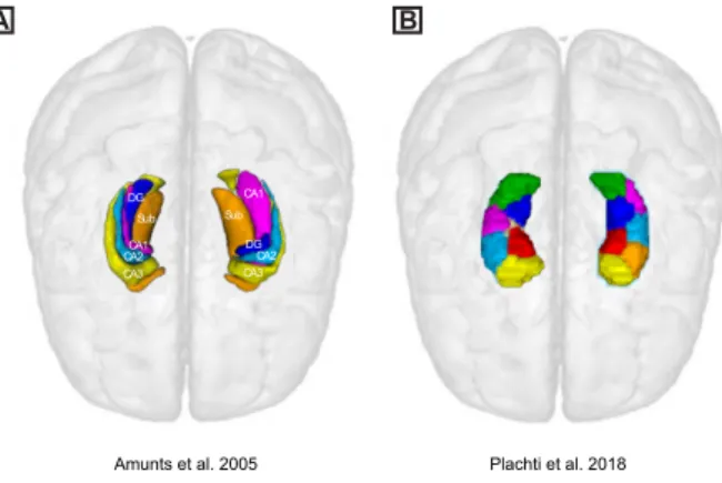 Figure  3  A:  Spatial  maps  of  the  first  two  principle  gradients  of  the  structural  covariance  of  the  hippocampus