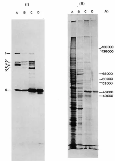 Fig. 1. Isolation  of  the on-carboxypepiidase andpenicillin-binding protein 6  by afJnity  chromatography andpolyacrylamide gel electrophoresis  in Genapol X-100
