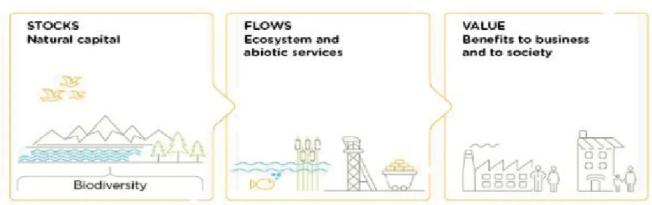 Figure 1. Natural capital stocks, flows and values