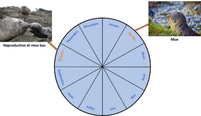 Figure 1 :  Cycle annuel des éléphants de mer femelles. En orange, les périodes à terre  (mue et reproduction) ; en bleu, les périodes en mer (recherche de nourriture) 