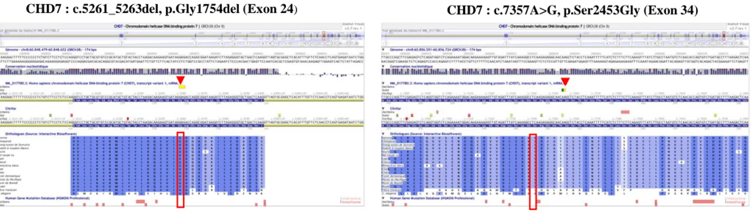 Figure 1 : Localisation des 2 variants  dans le gène CHD7 (cfr triangle  rouge). Conservation  nucléotidique et conservation en acides aminés  (Orthologues) importantes ;   Absence des deux variants dans les bases de données  ClinVar et HGMD® Professional