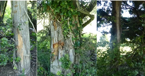 Figure 1  :  Photos  de  dégâts  commis  par  une  épareuse  sur  des  arbres  (sur  la  photo  de  droite,  le  développement de la végétation autour de l’arbre laisse penser que la blessure date de plusieurs  années) (source : Juliette Bertin, Saint-Mart