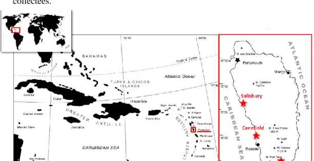 Figure 2 : Carte de l'île de la Dominique indiquant les trois gisements de collecte des pelotes de régurgitation de Tyto alba  insularis, d’après Stoetzel et al., ICAZ « unpublished ».