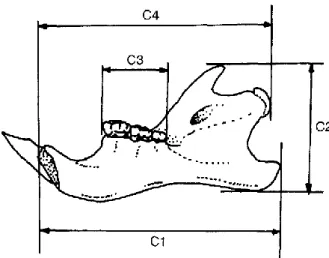 Figure 5 : Mesure de la longueur mandibulaire, d’après  Morales et Rodriguez, 1997 in Vigne et al., 1993.