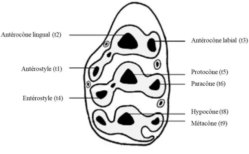 Figure 7 : Nomenclature des cuspides de la première molaire supérieure, d'après Lazzari et al., 2010 modifié
