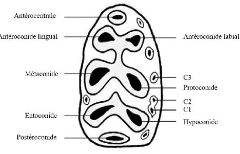 Figure 8 : Nomenclature de la première molaire inférieure, d'après Lazzari et al., 2010 modifié