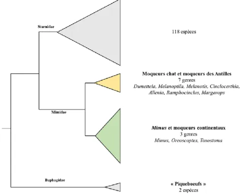 Figure 3 : Phylogénie simplifiée des Muscicapoidea modifié d’après Barker et al., (2004)