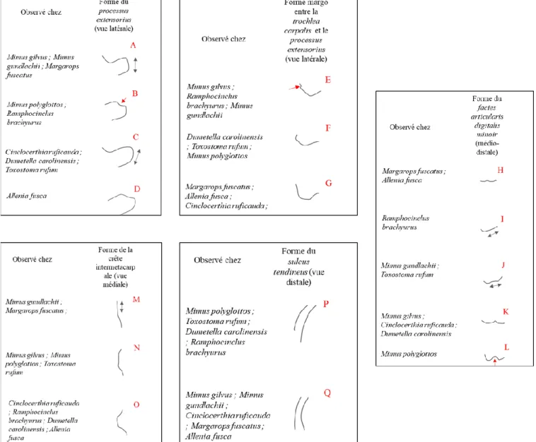 Figure 7 : Observations réalisées sur les cinq caractères sélectionnés (la forme du processus extensorius  en vue latérale, la forme du margo entre la trochlea carpalis et le processus extensorius en vue latérale, la forme  du facies articularis digitalis 