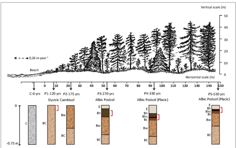 FIGURE 1 | Cross section of the Cox Bay chronosequence, showing site locations, soil horizons, depending on their respective age of soil formation: C-0 years, P1–120 years, P2–175 years, P3–270 years, P4–330 years, and P5–530 years and Kubiëna boxes locati