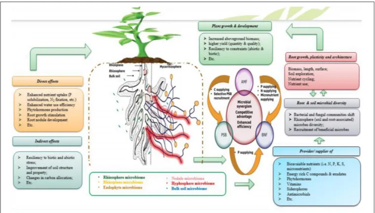 FIGURE 7 | Simplified illustration of the microbial consortia concept highlighting beneficial rhizosphere PGPM and their direct (i.e., nutrients uptake via fixing N 2 , solubilizing P, producing plant growth promoting (PGP) substances like indole acetic ac
