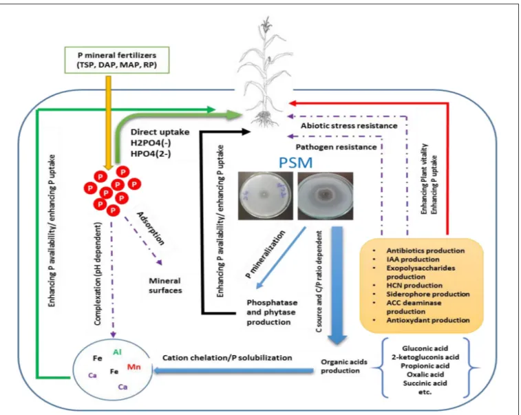 FIGURE 1 | Conceptual overview illustrating the role of P solubilizing microorganisms (PSMs) in enhancing P mineral fertilizers eco-efficiency