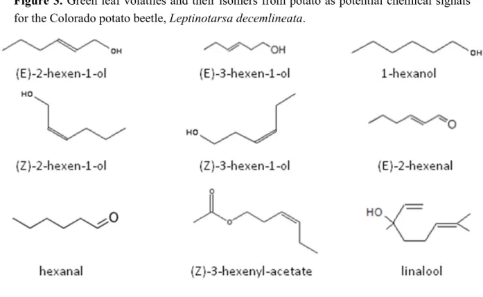 Figure 3. Green leaf volatiles and their isomers from potato as potential chemical signals  for the Colorado potato beetle, Leptinotarsa decemlineata