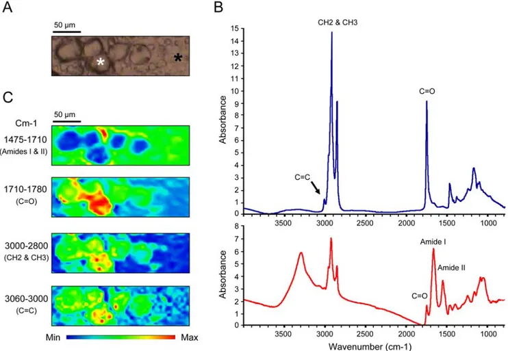 Figure 2. Analysis of steatosis using synchrotron FTIR microspectroscopy. A) Optical image of steatotic hepatocytes containing steatotic vesicles (white star) and non-steatotic hepatocytes (black star)