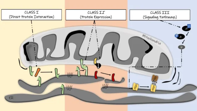 Figure 1. Schematic of the three classes of compounds that could modulate mitochondria–