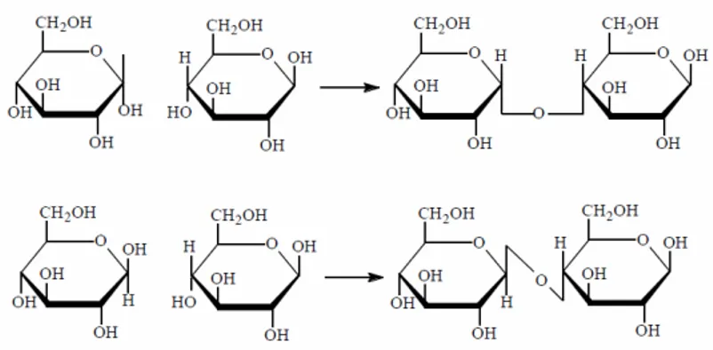 Figure 12 : le maltose (en haut) lié en α (1→ → →4) et le cellobiose (en bas) lié en β (1→ → → → →4)