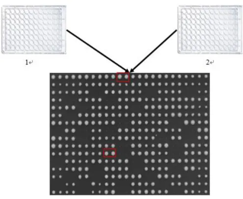 Figure II-1 la plaque 96(blanc) et plaque 384(noire)  