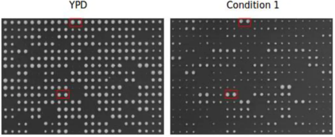 Figure II-2 LA COMPARAISON DE YPD ET UNE CONDITION  