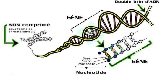 Figure 1 : Structure d’une molécule d’ADN 