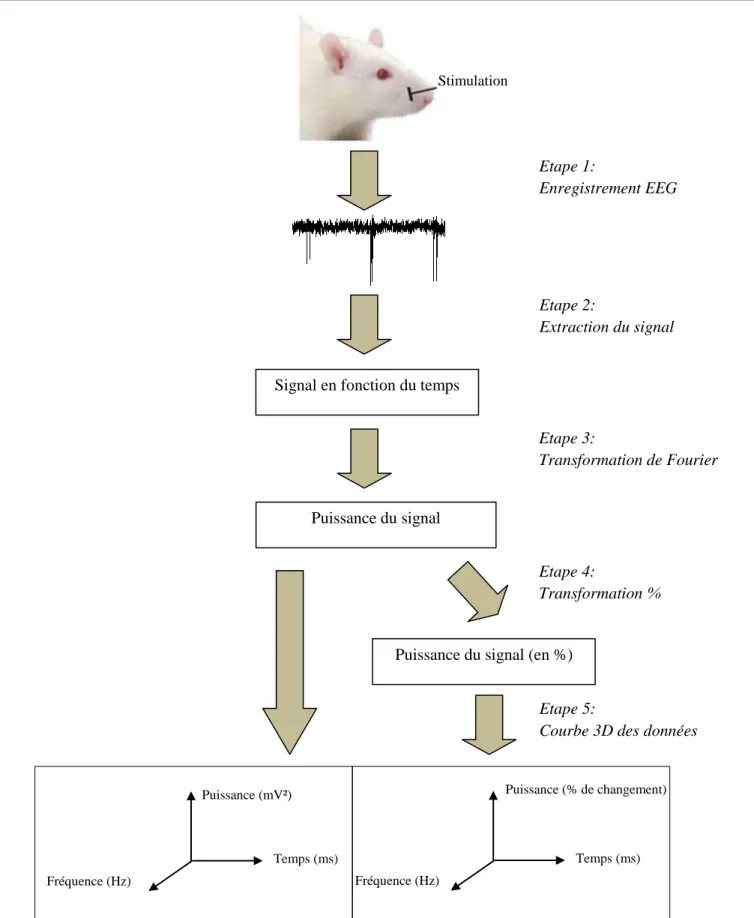 Figure 3 : Stratégie adoptée pour recueillir et traiter les données. Enregistrement EEG ; extraction des données : signal en  fonction du temps ; analyse temps-fréquence-puissance à l’aide de la transformation de Fourier ; sorties graphiques (valeurs  abso