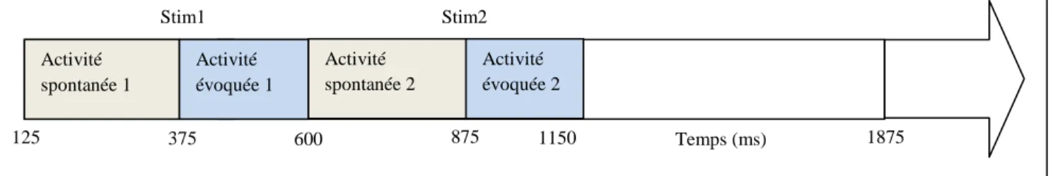 Figure 8 : Activité spontanée et activité évoquée 
