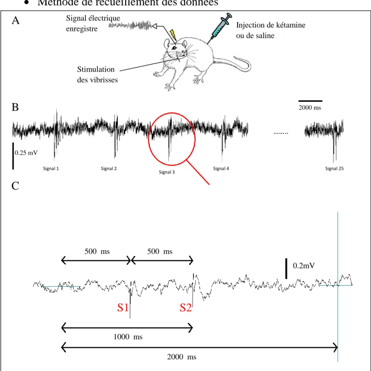 Figure 2 : Processus de relevé des mesures. (S1: stimulation 1, S2: stimulation 2) A. Injection d’une solution saline ou de la  kétamine à un rat, puis stimulation des vibrisses du rat et enregistrement de l’EEG