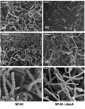 Fig. 2. Scanning electron micrographs of M145 (a, c, e) and its dasA mutant SAF3 (b, d, f)