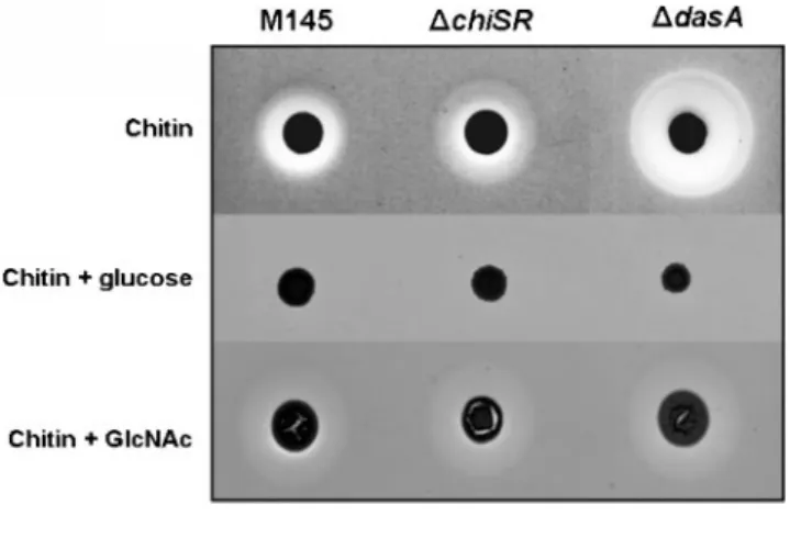 Fig. 7. Effect of GlcNAc and chitin on development in S. coelicolor M145 and other streptomycetes on R2YE medium