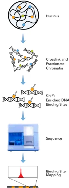 Figure 1.1 – Principe de fonctionnement du ChIP-Seq (Illumina.com)