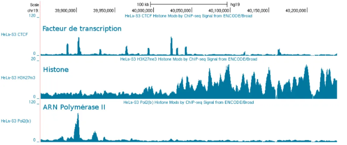 Figure 1.3 – Trois exemples de signaux de ChIP-Seq (facteur de transcription, histone, polymerase 2)