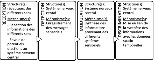 Figure 3 : Mécanismes physiologiques de l’intégration sensorielle. 