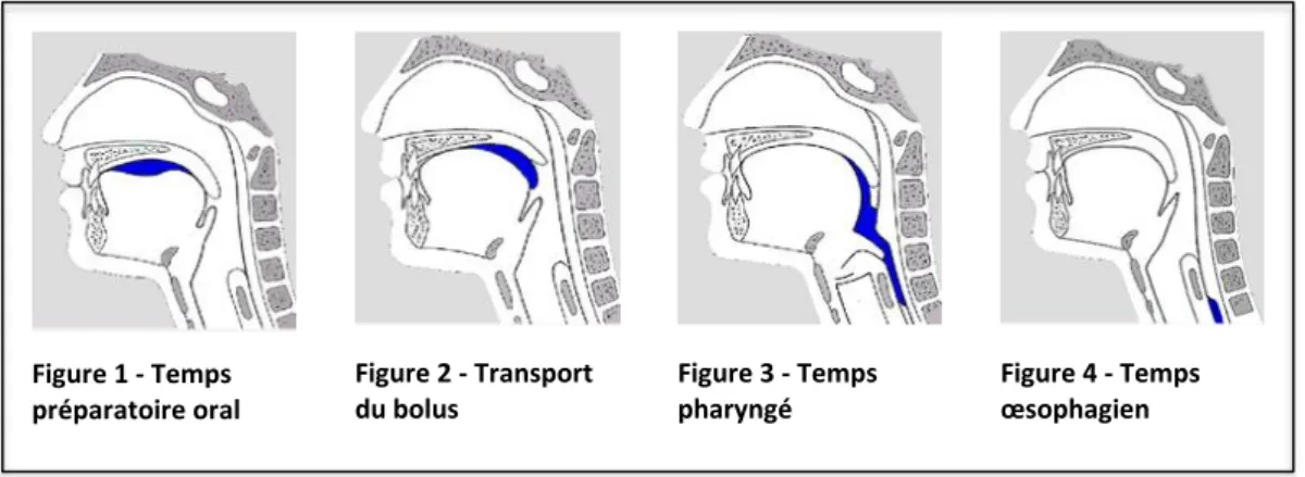 Figure 1 - Temps  préparatoire oral Figure 2 - Transport du bolus  Figure 3 - Temps pharyngé  Figure 4 - Temps œsophagien 