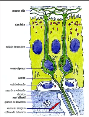 Figure 5 – Anatomie de l’appareil  olfactif