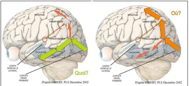 Figure 2 - Voie ventrale et voie dorsale (Imbert, 2002)