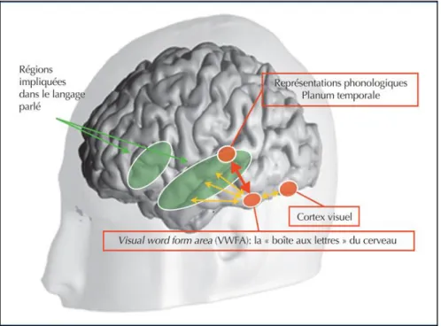 Fig. 1 :Résumé schématique des changements cérébraux principaux induits par la littératie