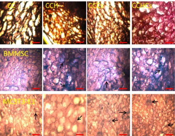 Figure 6. Hematoxylin-eosin staining of bone cells cultured on 3D matrices, 100× magnification