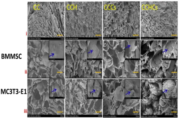 Figure 8. Scanning electron microscope (scale bars: i = 1.0 mm, ii and iii = 200 µm) images of bone  cells cultured on 3D matrices for 14 days