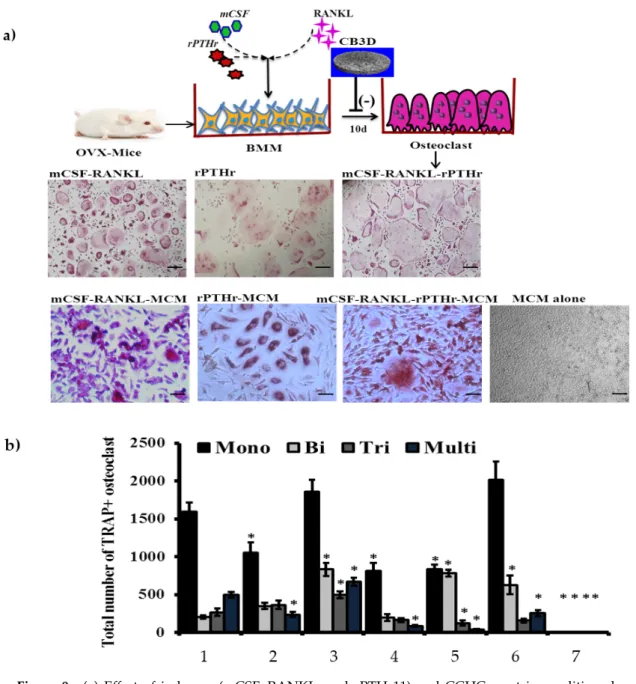 Figure 9. (a) Effect of inducers (mCSF, RANKL, and rPTHr11) and CCHCs matrix conditioned medium  (MCM) on osteoclast formation from ovariectomized mice