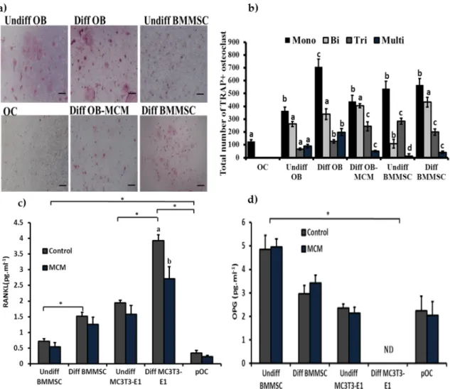 Figure 10. Different stages of osteogenic cells in osteoclast formation. Primary osteocytes and  undifferentiated- and differentiated-bone cells (mesenchymal stem cells and osteoblasts) were  co-cultured for 10 days with osteoclast precursor cells isolated