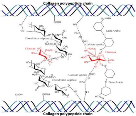 Figure 1. Schematic representation of molecular interactions of chitosan, gum Arabic,  hydroxyapatite, and chondroitin sulfate with collagen polypeptides