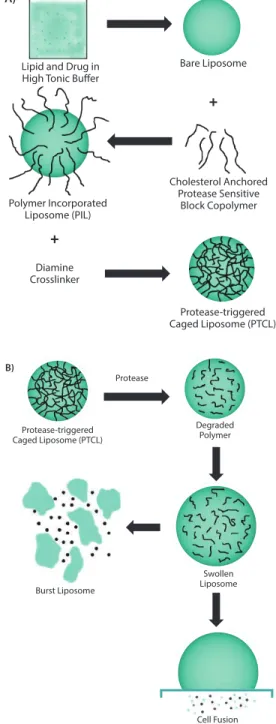 Figure 2. A) Scheme showing the multiple steps involved in the synthesis of uPA-sensitive, 