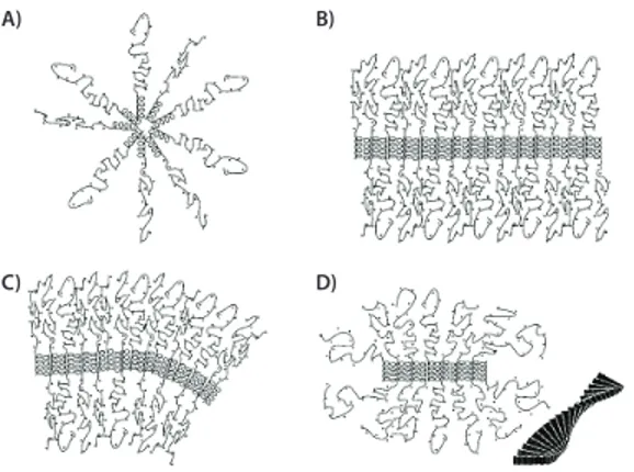 Figure 3. Surface modification with PEGylated PAA. A) The multi-point attachment of the PAA  chain to the surface (e.g., by the formation of covalent bonds between  l -Cys (yellow) and a  gold surface) with the PEG-block (blue) extending away from the surf