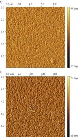 Figure 5. 10×10 µm AFM phase image of a gold surface coated with thiol-terminated p( l -Lys) 15