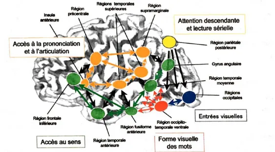 Figure 1 – Schéma moderne des réseaux corticaux de la lecture (Dehaene, 2007) visuel des mots écrits  (Dehaene et Cohen, 2011)