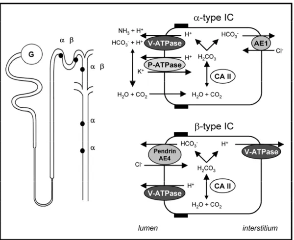 Figure 1.8. Schematic model of H +  and HCO 3 -  secretion in α- and β-type IC 