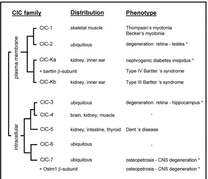 Table 1.4. The CLC family of ClC channels in mammals 