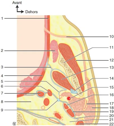 Figure 1. Anatomie de la région parotidienne. Coupe horizontale passant par la vertèbre C2 et  la région tonsillaire