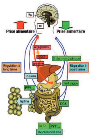 Figure 2: Illustration des organes intervenant dans la régulation de la prise alimentaire [21] 