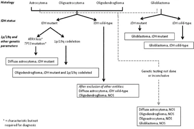 Table 3. Diagnostic intégré des gliomes diffus incluant les grades de différenciation  IDH  sauvage  IDH  muté  IDH  muté et  codélétion  1p19q  Sous-groupe histo-moléculaire 