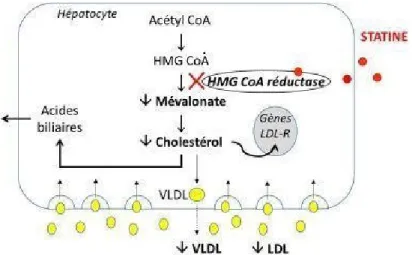 Figure 2 – Mécanisme d’action des statines 